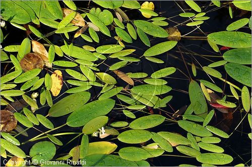 ITALY - MARTA (VT) - Giardino della Cannara - ricavato dai coniugi Mirella e Massimo Faggiani intorno alla loro casa, un'antica peschiera sul fiume Marta forse di origine etrusca.
piante acquatiche