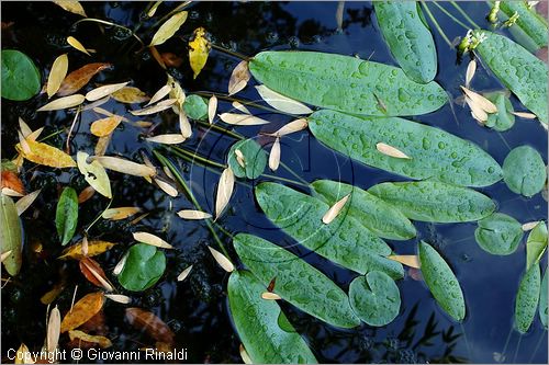 ITALY - MARTA (VT) - Giardino della Cannara - ricavato dai coniugi Mirella e Massimo Faggiani intorno alla loro casa, un'antica peschiera sul fiume Marta forse di origine etrusca.
piante acquatiche