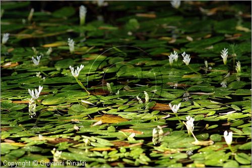 ITALY - MARTA (VT) - Giardino della Cannara - ricavato dai coniugi Mirella e Massimo Faggiani intorno alla loro casa, un'antica peschiera sul fiume Marta forse di origine etrusca.
piante acquatiche