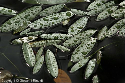 ITALY - MARTA (VT) - Giardino della Cannara - ricavato dai coniugi Mirella e Massimo Faggiani intorno alla loro casa, un'antica peschiera sul fiume Marta forse di origine etrusca.
piante acquatiche