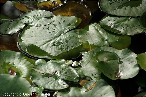 ITALY - MARTA (VT) - Giardino della Cannara - ricavato dai coniugi Mirella e Massimo Faggiani intorno alla loro casa, un'antica peschiera sul fiume Marta forse di origine etrusca.
piante acquatiche