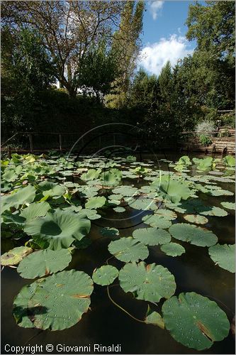 ITALY - MARTA (VT) - Giardino della Cannara - ricavato dai coniugi Mirella e Massimo Faggiani intorno alla loro casa, un'antica peschiera sul fiume Marta forse di origine etrusca. ninfee