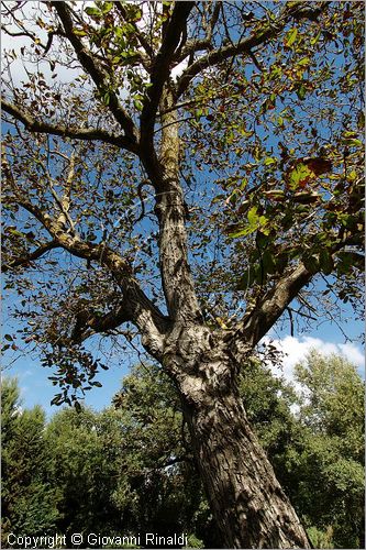 ITALY - MARTA (VT) - Giardino della Cannara - ricavato dai coniugi Mirella e Massimo Faggiani intorno alla loro casa, un'antica peschiera sul fiume Marta forse di origine etrusca.