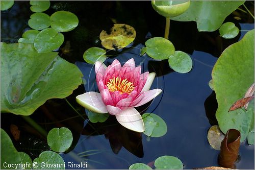 ITALY - MARTA (VT) - Giardino della Cannara - ricavato dai coniugi Mirella e Massimo Faggiani intorno alla loro casa, un'antica peschiera sul fiume Marta forse di origine etrusca. ninfee