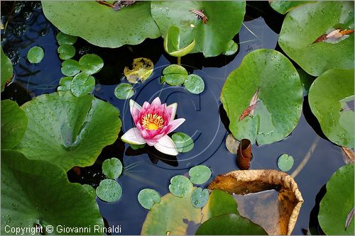 ITALY - MARTA (VT) - Giardino della Cannara - ricavato dai coniugi Mirella e Massimo Faggiani intorno alla loro casa, un'antica peschiera sul fiume Marta forse di origine etrusca. ninfee