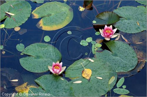 ITALY - MARTA (VT) - Giardino della Cannara - ricavato dai coniugi Mirella e Massimo Faggiani intorno alla loro casa, un'antica peschiera sul fiume Marta forse di origine etrusca. ninfee