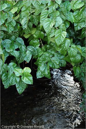 ITALY - MARTA (VT) - Giardino della Cannara - ricavato dai coniugi Mirella e Massimo Faggiani intorno alla loro casa, un'antica peschiera sul fiume Marta forse di origine etrusca.