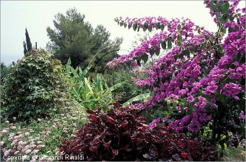 ITALY - LIGURIA - (Ventimiglia) (IM) - Giardino Botanico di Villa Hambury