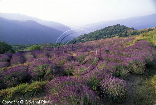 ITALY - LIGURIA - PASSO DELLA TEGLIA (IM) - coltivazioni di lavanda