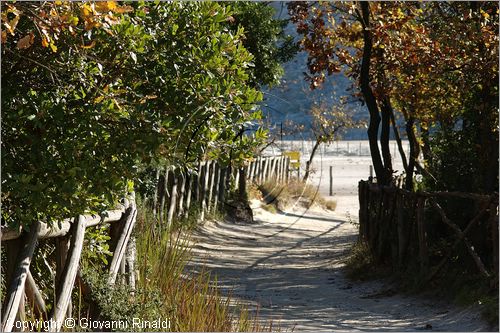 ITALY - POZZUOLI (NA) - La Solfatara - Il boschetto nella parte sud ovest del cratere rappresenta un rigoglioso campionario di macchia mediterranea composto in particolare da leccio, corbezzolo e mirto