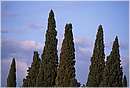 bolgheri_0001.jpg