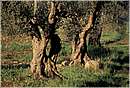 bolgheri_0002.jpg