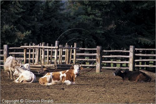 ITALY - TUSCANY - TOSCANA - VAL DI CORNIA (LI)