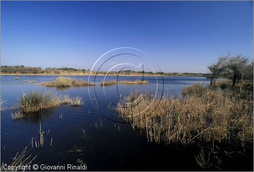 ITALY - TUSCANY - TOSCANA - (Pisa) (PI) - TENUTA DI SAN ROSSORE - Parco Migliarino San Rossore Massaciucoli - zone umide dette "lame"