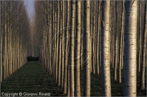 ITALY - TUSCANY - TOSCANA - (Pisa) (PI) - TENUTA DI SAN ROSSORE - Parco Migliarino San Rossore Massaciucoli - zone umide dette "lame"