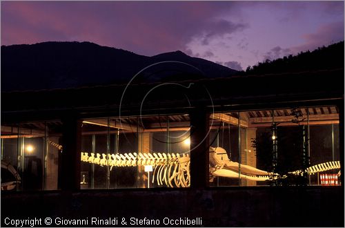 ITALY - CALCI (PI) - Museo di Storia Naturale e del Territorio nella Certosa di Calci - Galleria dei cetacei