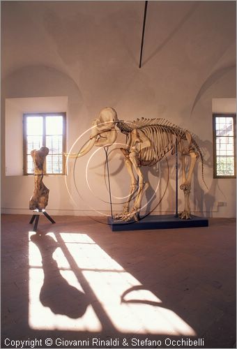 ITALY - CALCI (PI) - Museo di Storia Naturale e del Territorio nella Certosa di Calci - Galleria degli ungulati