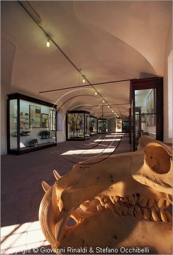 ITALY - CALCI (PI) - Museo di Storia Naturale e del Territorio nella Certosa di Calci - Galleria degli ungulati
