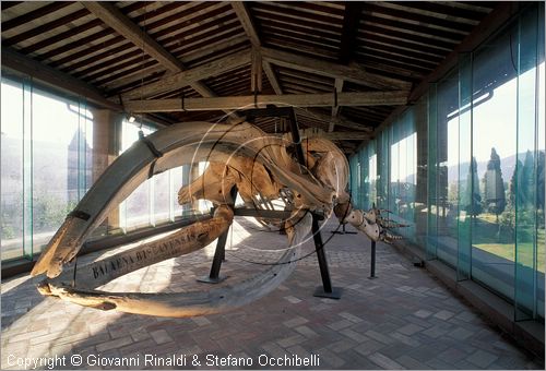 ITALY - CALCI (PI) - Museo di Storia Naturale e del Territorio nella Certosa di Calci - Galleria dei cetacei