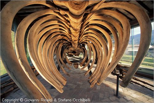 ITALY - CALCI (PI) - Museo di Storia Naturale e del Territorio nella Certosa di Calci - Galleria dei cetacei