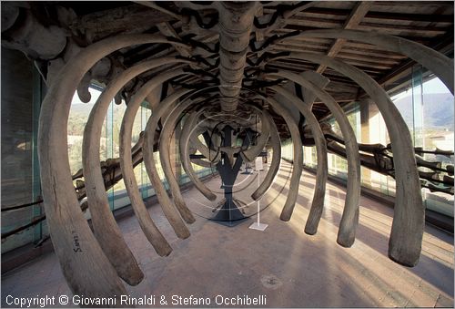 ITALY - CALCI (PI) - Museo di Storia Naturale e del Territorio nella Certosa di Calci - Galleria dei cetacei