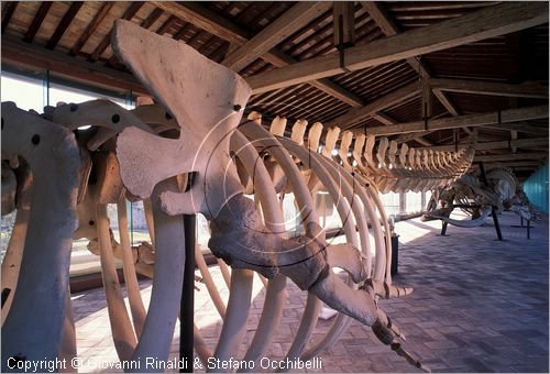 ITALY - CALCI (PI) - Museo di Storia Naturale e del Territorio nella Certosa di Calci - Galleria dei cetacei