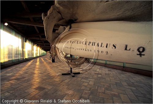 ITALY - CALCI (PI) - Museo di Storia Naturale e del Territorio nella Certosa di Calci - Galleria dei cetacei