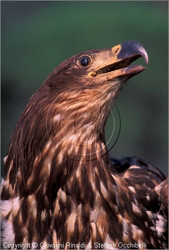 ITALY - CALCI (PI) - Museo di Storia Naturale e del Territorio nella Certosa di Calci - collezione di uccelli