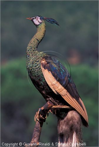 ITALY - CALCI (PI) - Museo di Storia Naturale e del Territorio nella Certosa di Calci - collezione di uccelli