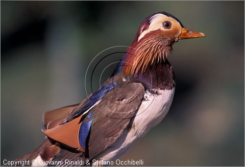 ITALY - CALCI (PI) - Museo di Storia Naturale e del Territorio nella Certosa di Calci - collezione di uccelli