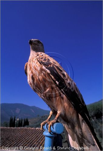 ITALY - CALCI (PI) - Museo di Storia Naturale e del Territorio nella Certosa di Calci - collezione di uccelli