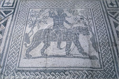 ITALY - FANO (PS) - Museo Civico e Pinacoteca nel Palazzo Malatestiano - sottoportico - mosaico della pantera del II secolo d.C. - particolare