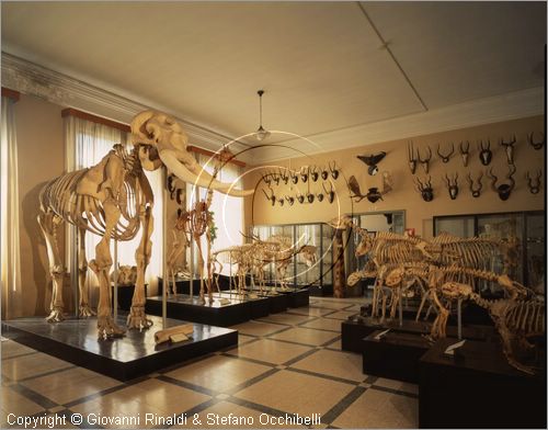 ROMA
Museo di Zoologia