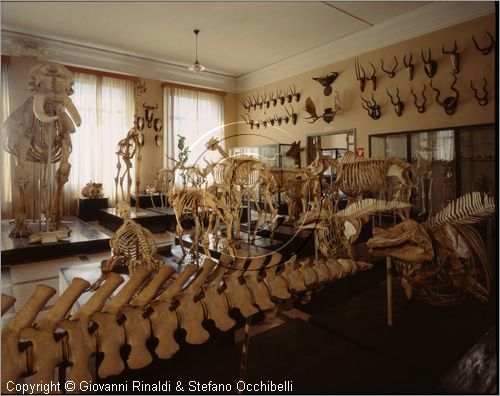 ROMA
Museo di Zoologia