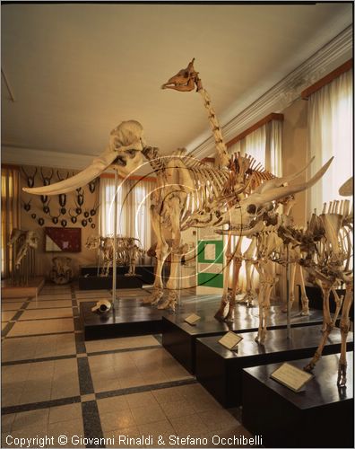 ROMA
Museo di Zoologia