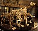 museozoologico01.jpg
