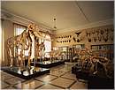 museozoologico02.jpg