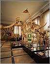 museozoologico04.jpg