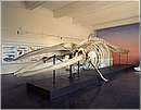 museozoologico05.jpg