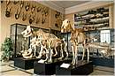 zoologia025.jpg