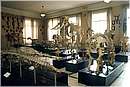 zoologia027.jpg