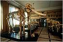 zoologia028.jpg