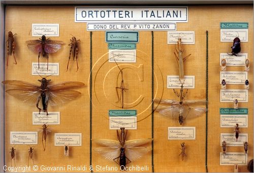 ROMA
Museo di Zoologia
Ortotteri