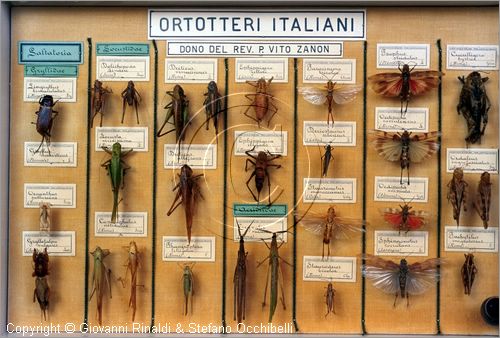 ROMA
Museo di Zoologia
Ortotteri