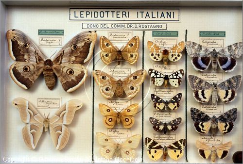 ROMA
Museo di Zoologia
Lepidotteri