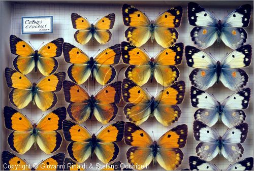 ROMA
Museo di Zoologia
farfalle