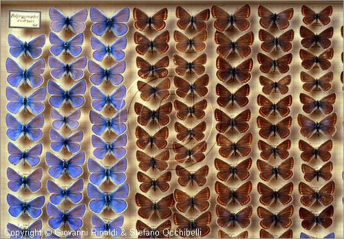 ROMA
Museo di Zoologia
farfalle
