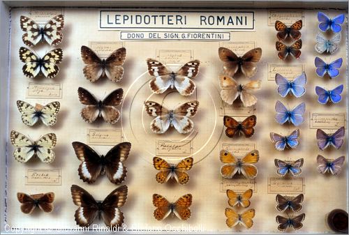 ROMA
Museo di Zoologia
Lepidotteri