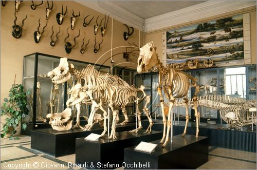 ROMA
Museo di Zoologia