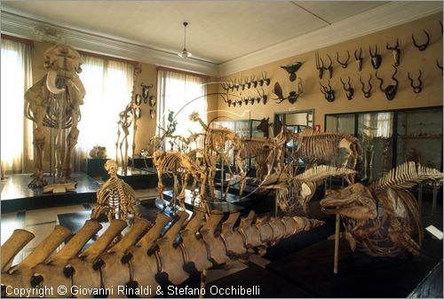 ROMA
Museo di Zoologia